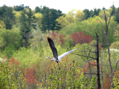 Heron in flight #2