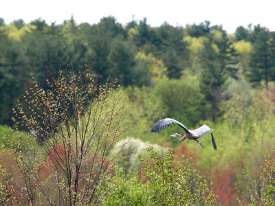 Heron in flight #3