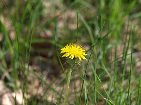 Dandelion