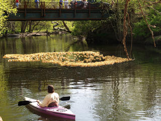 Swim rubber duckies, swim