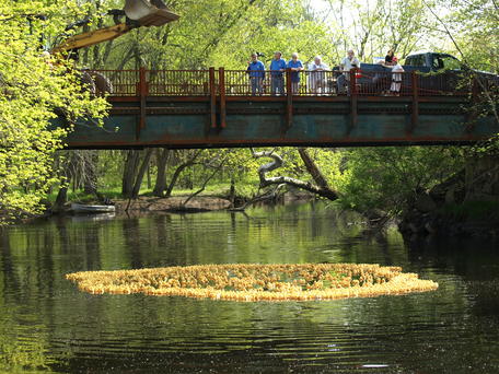 Swim rubber duckies, swim #2