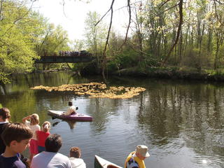 Swim rubber duckies, swim #3