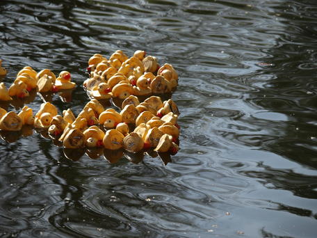 Rubber duckies