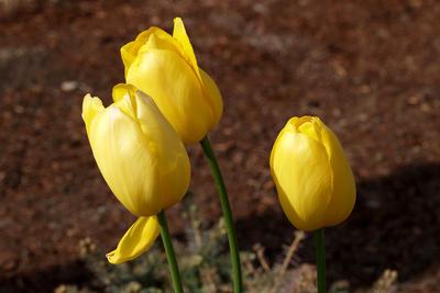 Yellow tulips
