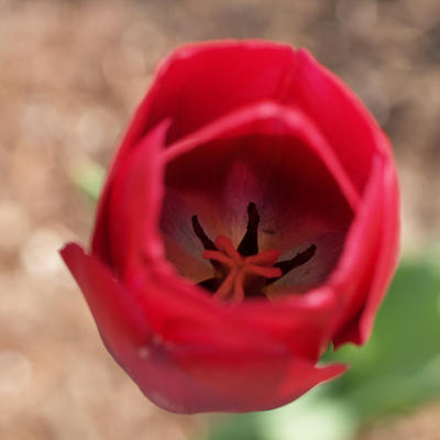 Tulip center