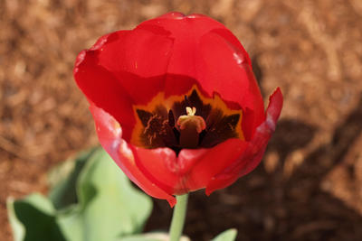 Tulip center #2