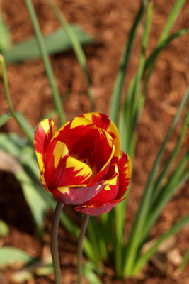 Red and yellow tulip