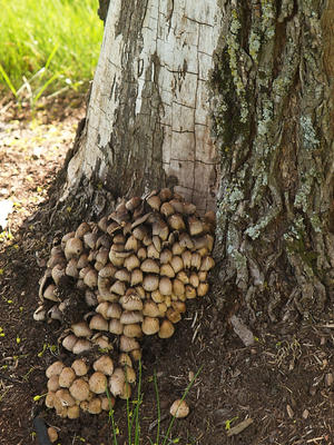 Tree fungus
