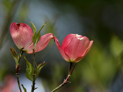 Dogwood blossoms #2