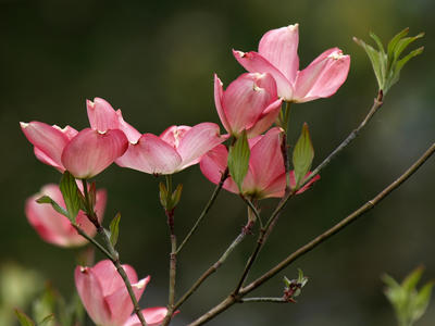 Dogwood blossoms #3