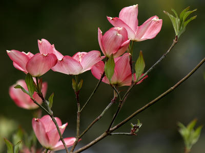 Dogwood blossoms #4