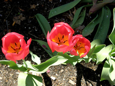 Tulips #6