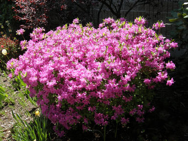 Azaleas