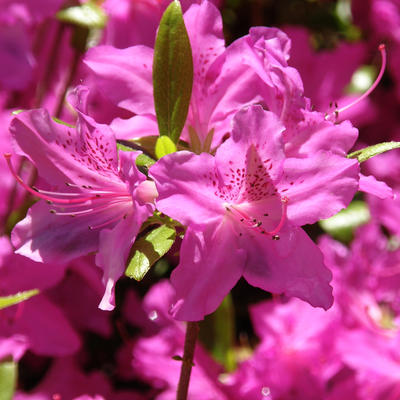 Azaleas #2