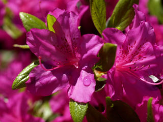 Azaleas #3