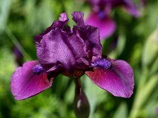 Purple iris