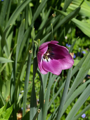 Purple tulip #2