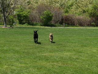 Dogs at the park