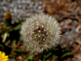 Making more dandelions