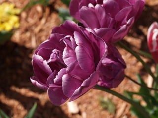 Purple tulips