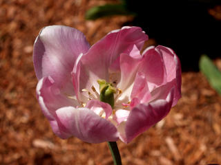 Pink and white tulip
