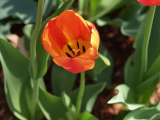 Orange tulip
