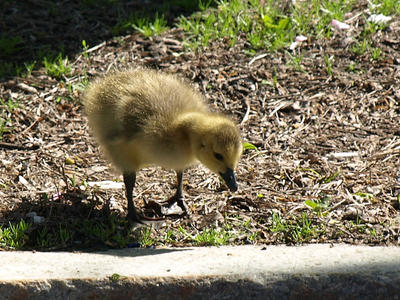 Gosling #4