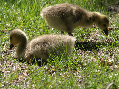 Goslings