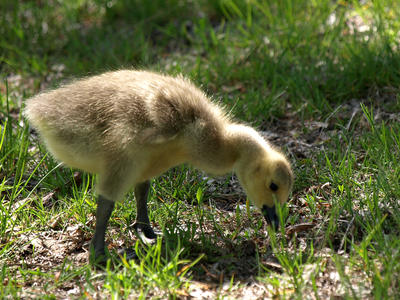 Gosling #6