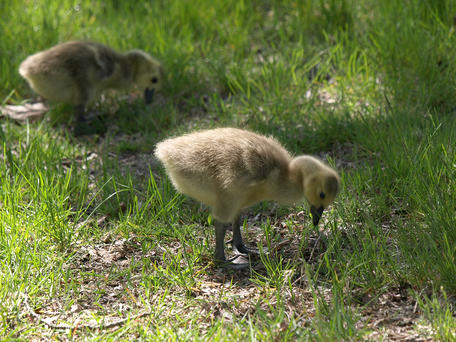 Goslings #2