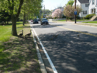 Goose crossing #3
