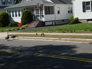 Goose crossing #4