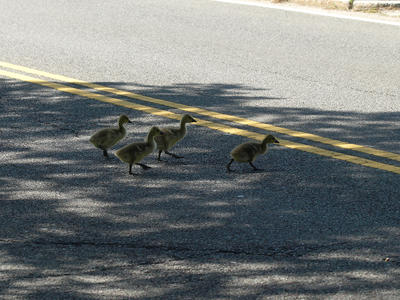 Goose crossing #6