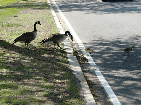 Come on, cross the road!