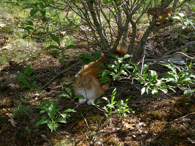 Surveying his domain