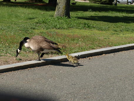 Goose crossing #7
