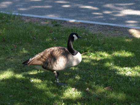 Goose