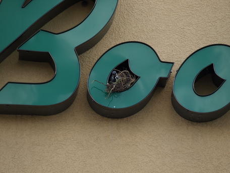 Bird nesting on Donelans sign #2