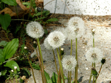 Dandelions