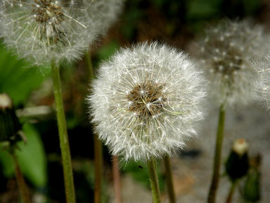 Dandelion #2