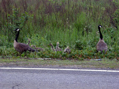 The goslings are growing up