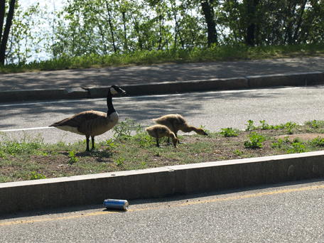 Geese #2