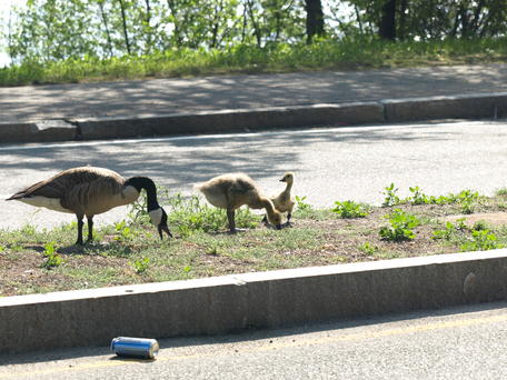 Geese #3