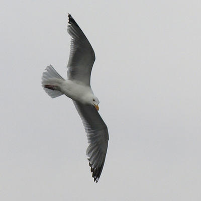 Seagull