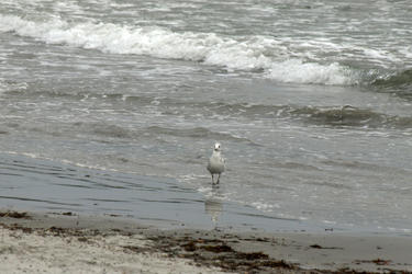 Seagull #3