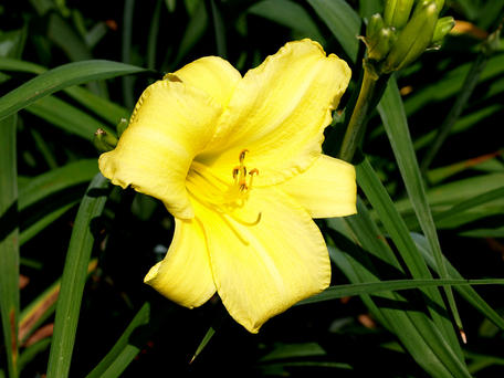 Yellow lily