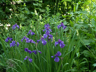 Irises