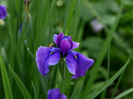 Iris
