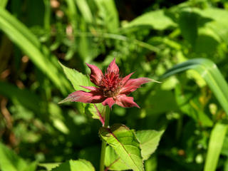 Bee balm