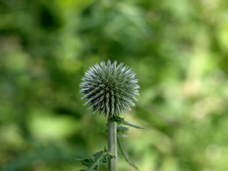 Globe thistle